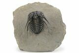 Spiny Leonaspis Trilobite - Amazing Flying Preparation #241435-5